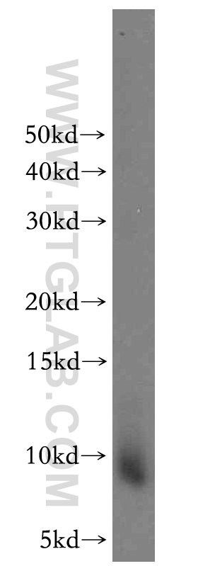 10927-1-AP;human placenta tissue