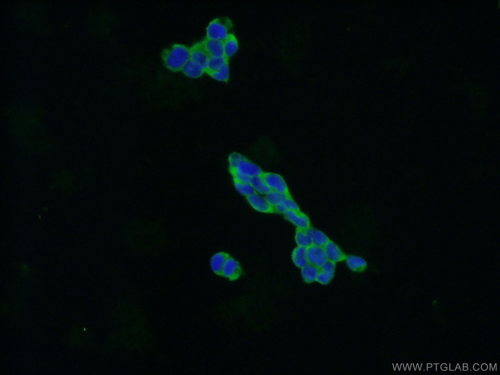 22357-1-AP;HEK-293 cells