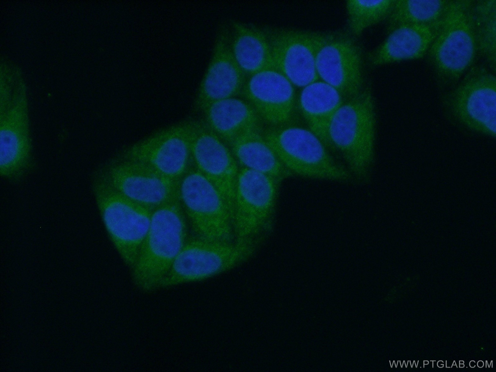 15469-1-AP;HepG2 cells