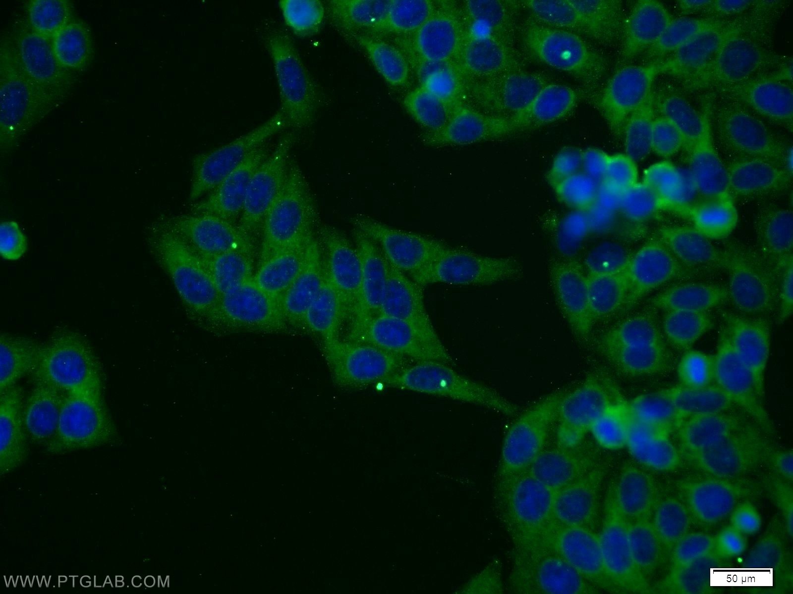 25390-1-AP;HepG2 cells