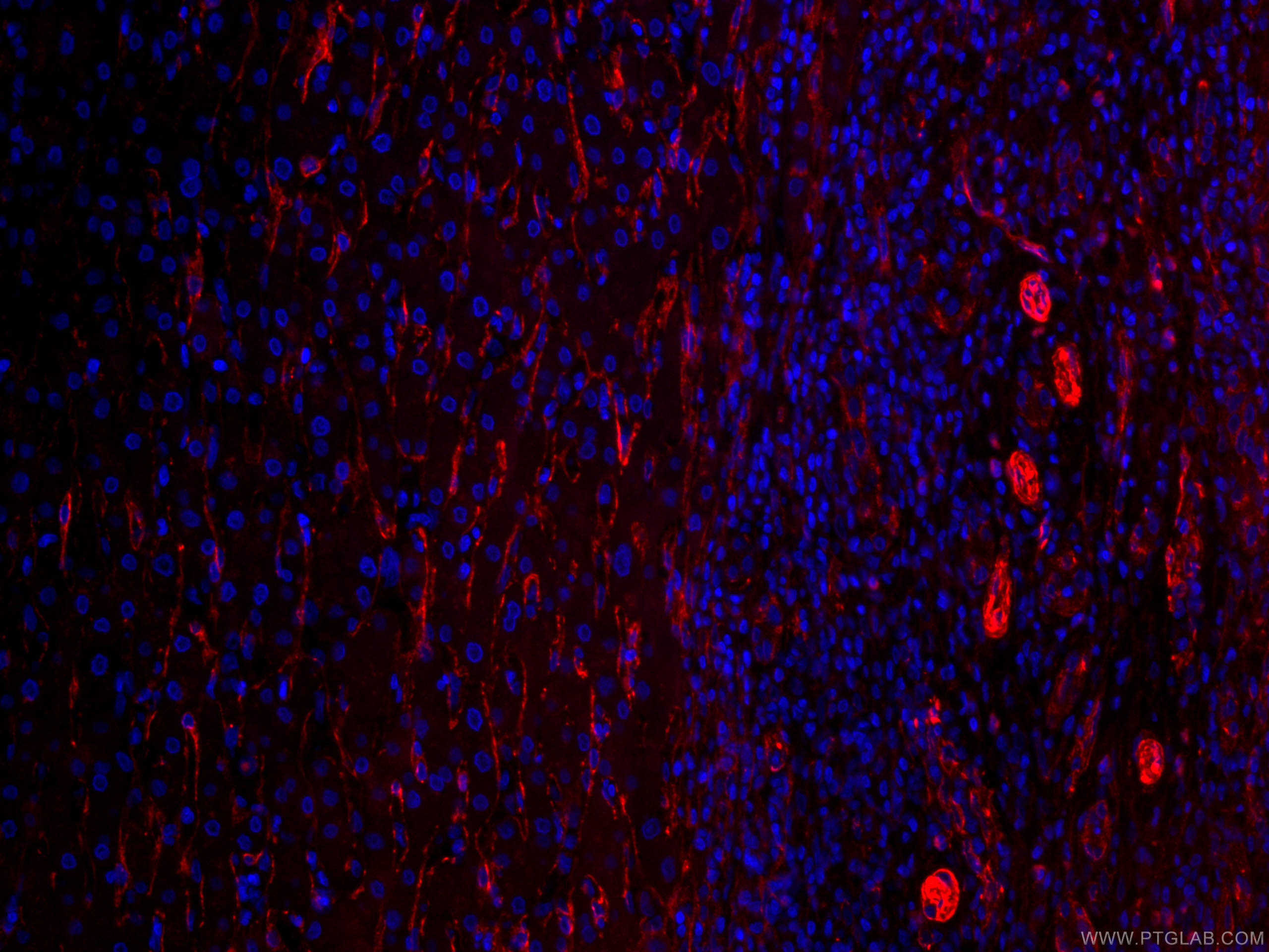 Caveolin1 Antibody CL59466067 Proteintech