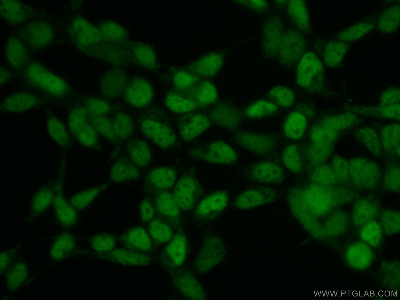 10914-1-AP;HEK-293 cells