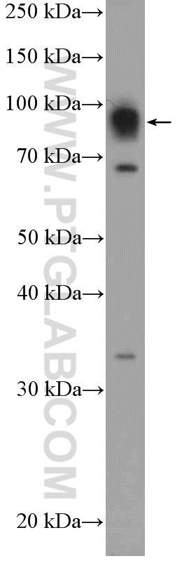 10914-1-AP;HEK-293 cells