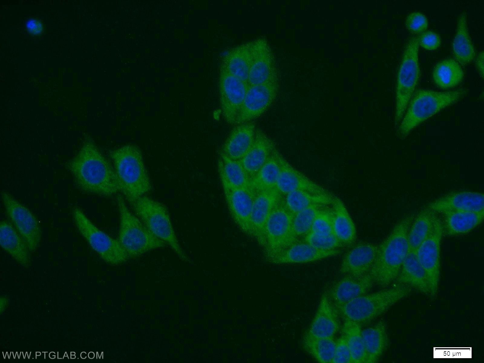 21445-1-AP;HepG2 cells
