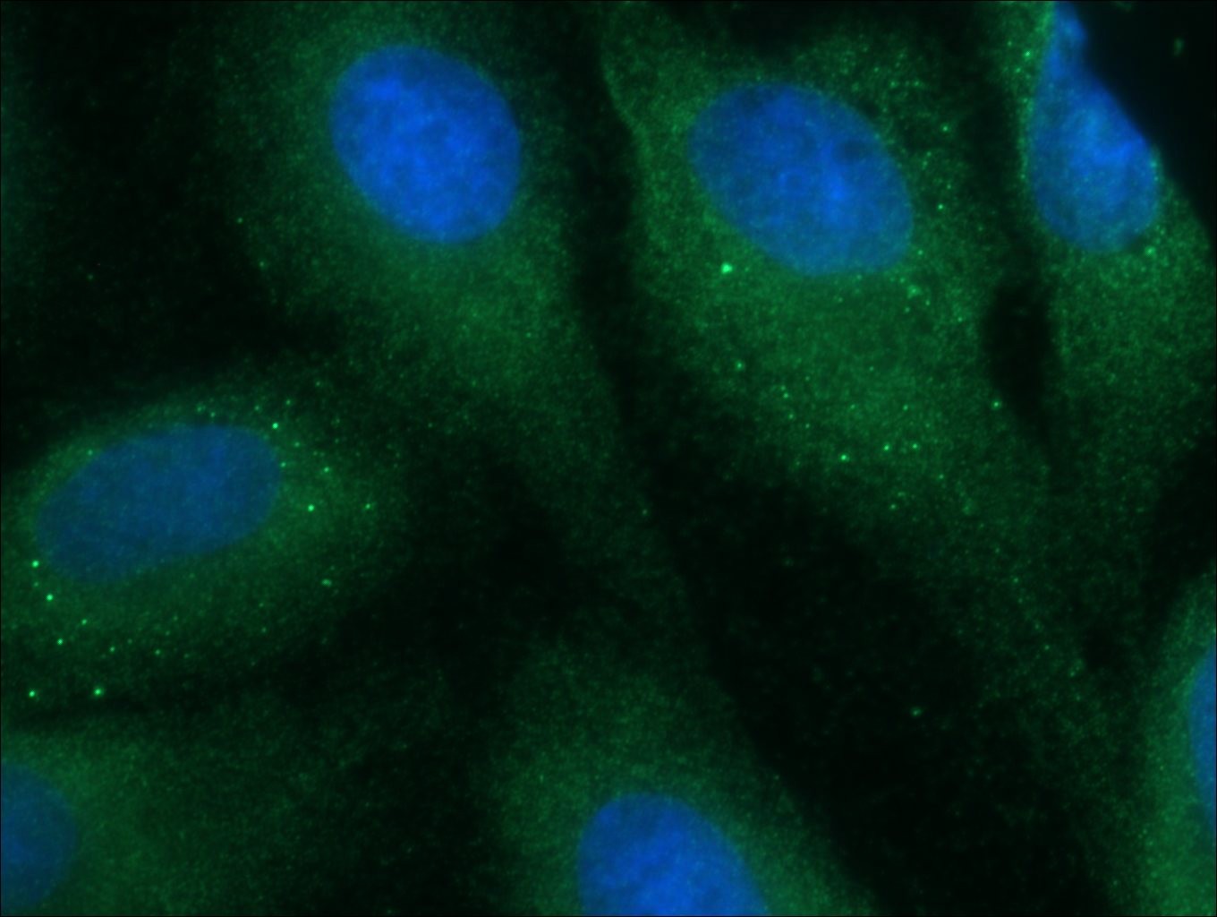 15500-1-AP;MDCK cells