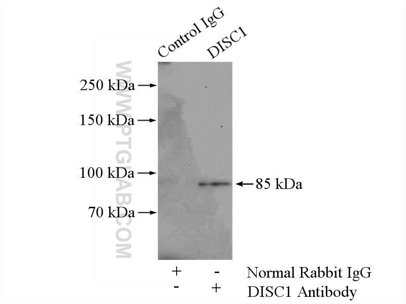 15500-1-AP;mouse brain tissue