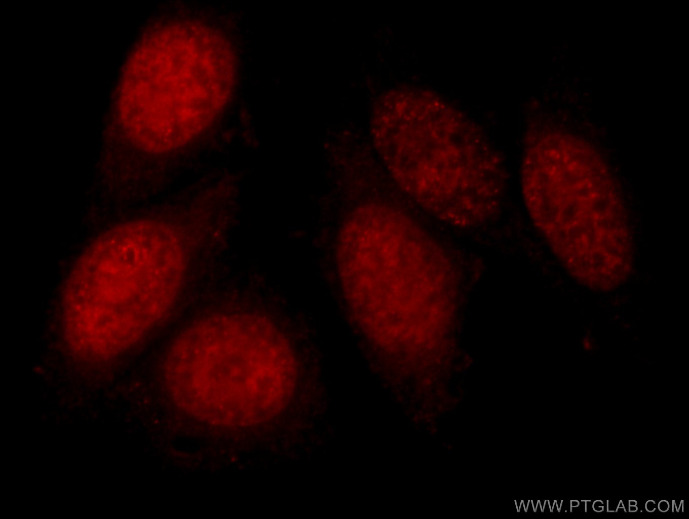 24206-1-AP;HepG2 cells