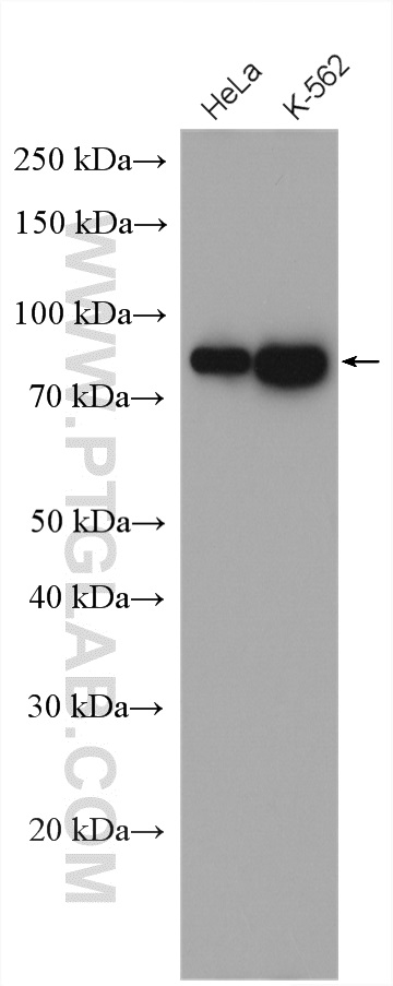 EIF4B Antibody 179171AP Proteintech