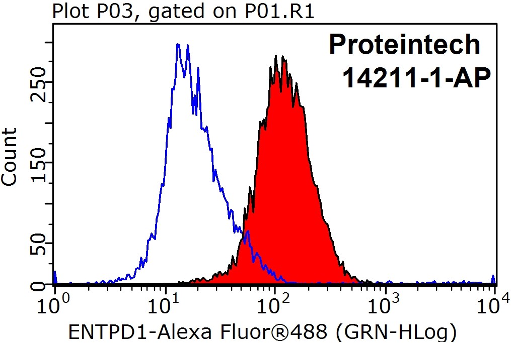 CD39/ENTPD1 Antibody 142111AP Proteintech