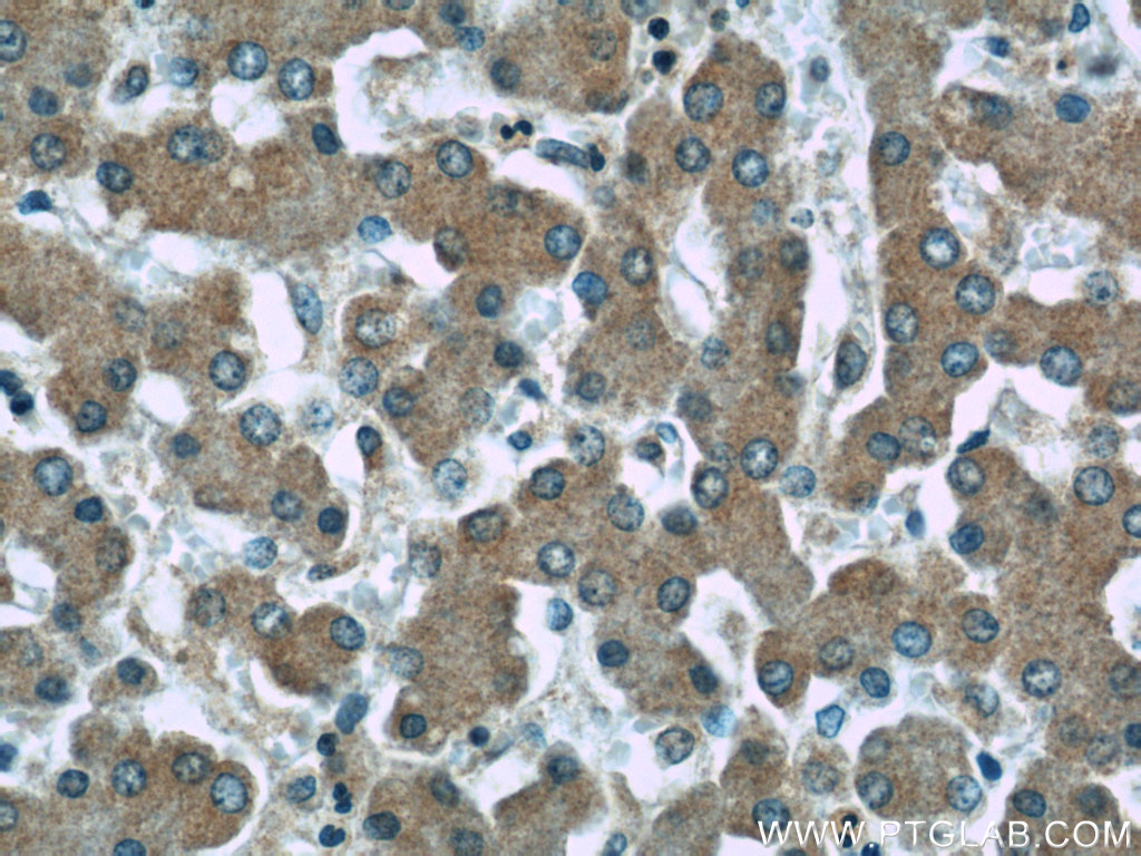 24344-1-AP;human liver