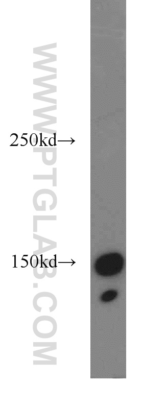 19543-1-AP;HL-60 cell