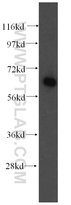 16341-1-AP;K-562 cell