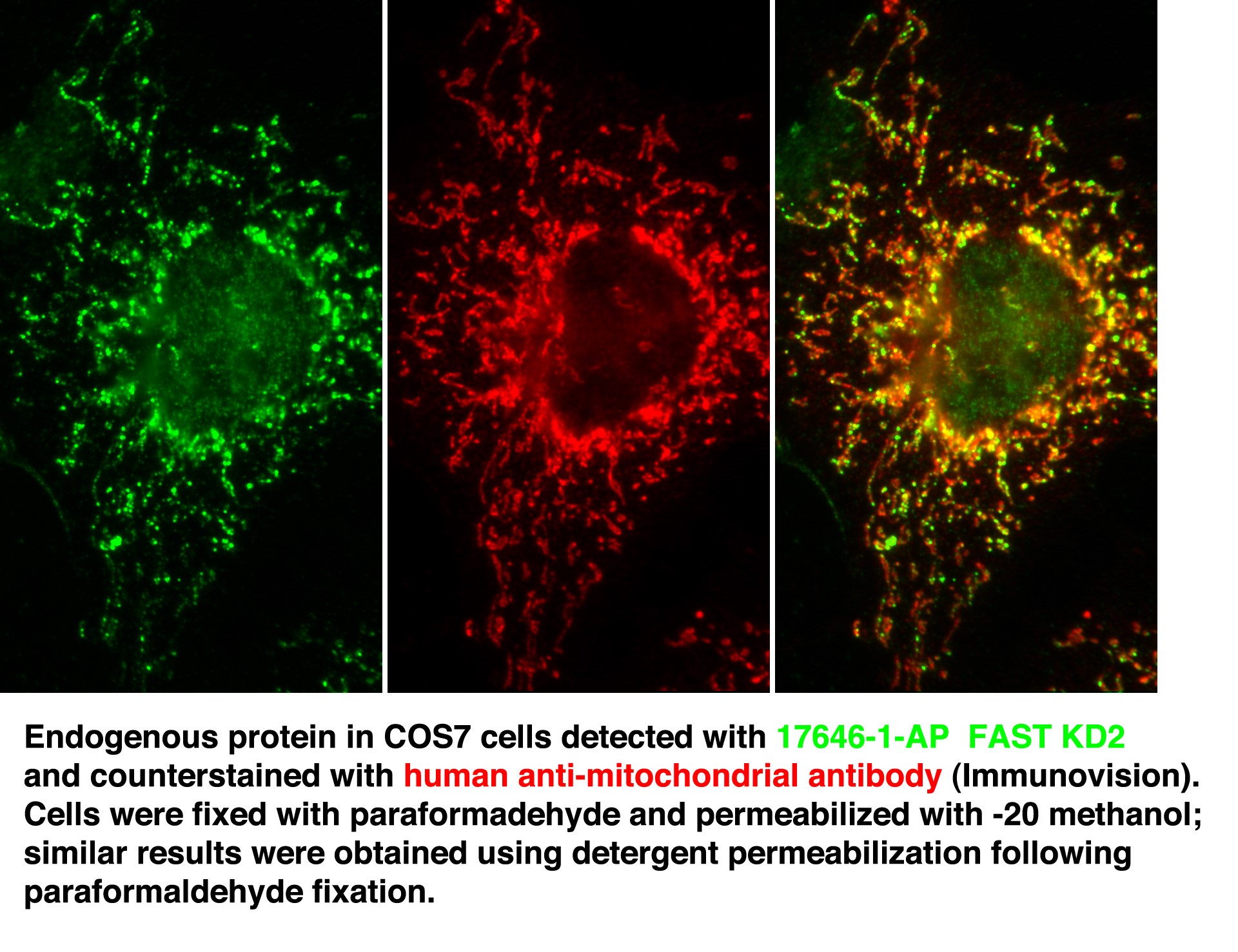 17464-1-AP;COS7 cells