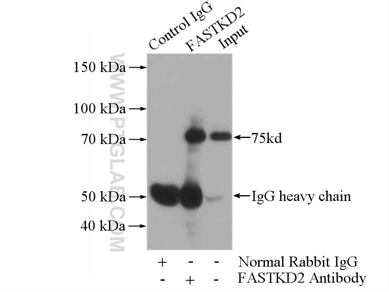 17464-1-AP;mouse heart tissue