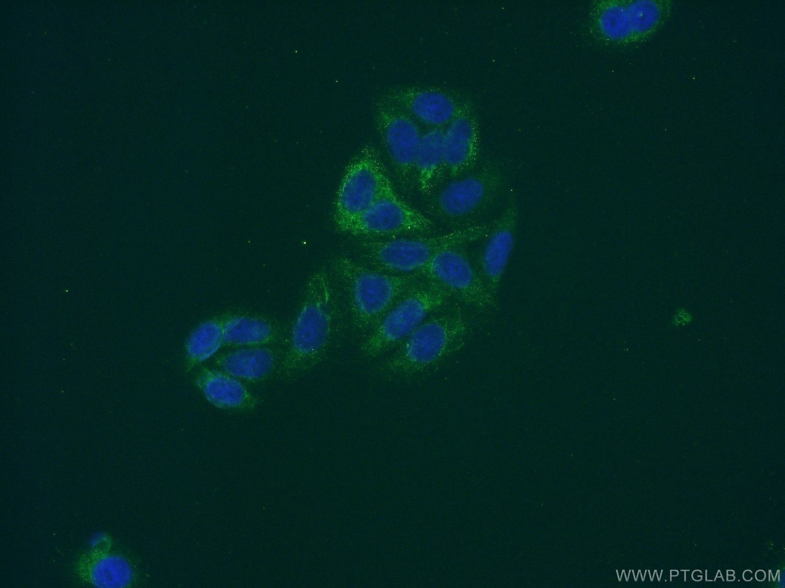 12844-1-AP;HepG2 cells