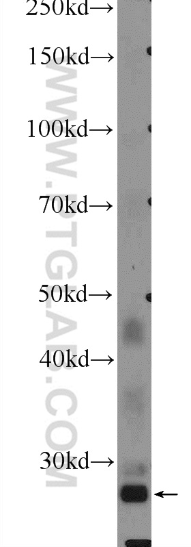 12844-1-AP;HepG2 cells