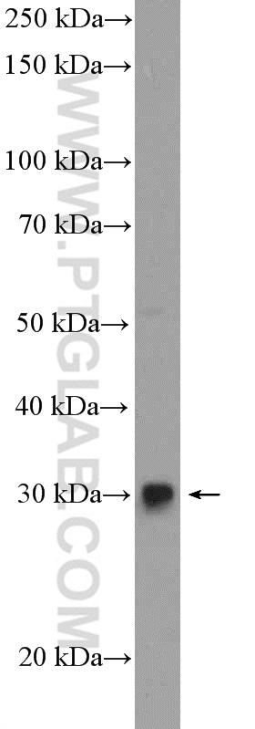 18171-1-AP;A375 cells