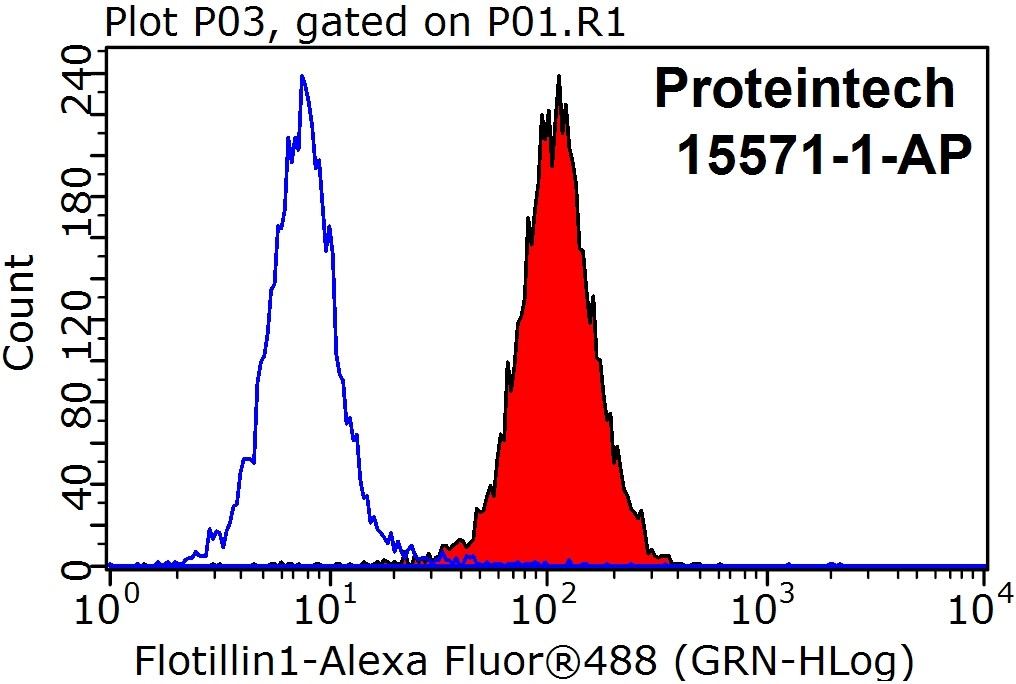 15571-1-AP;HeLa cells