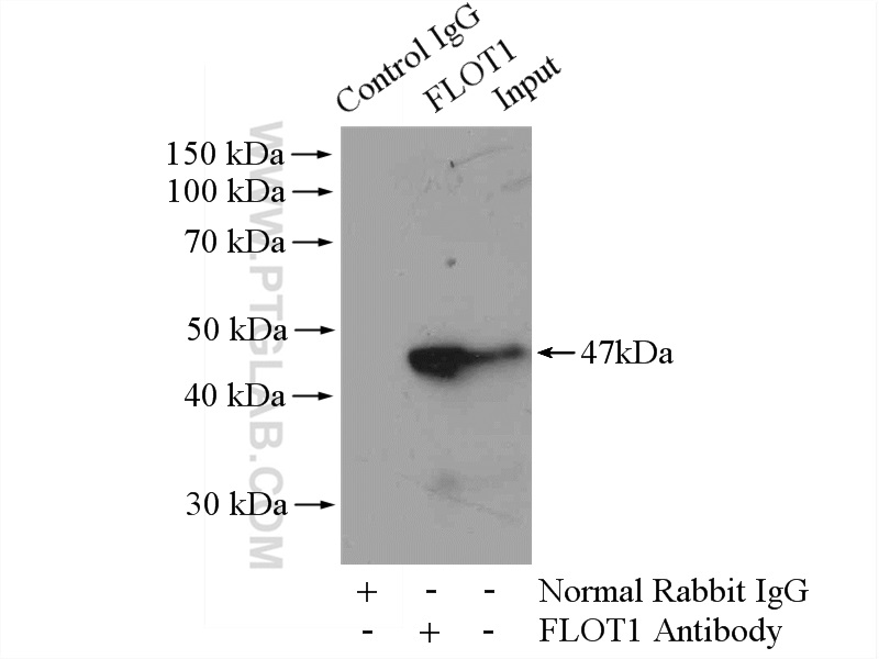 15571-1-AP;mouse brain tissue