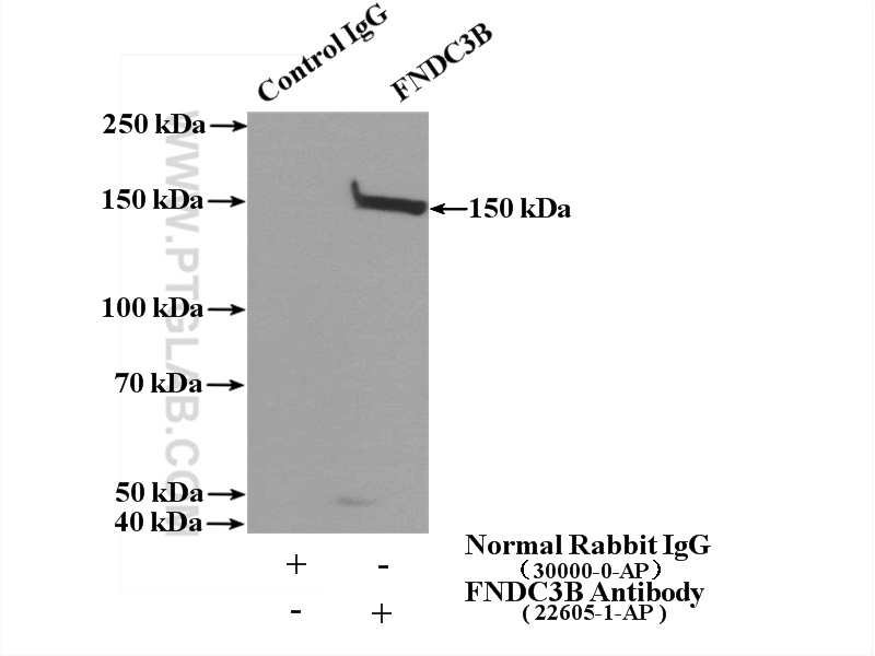 22605-1-AP;HepG2 cells