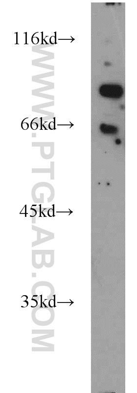 22051-1-AP;Jurkat cells