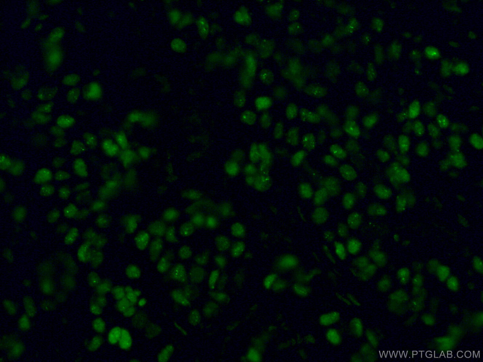 gata3-antibody-66400-1-ig-proteintech