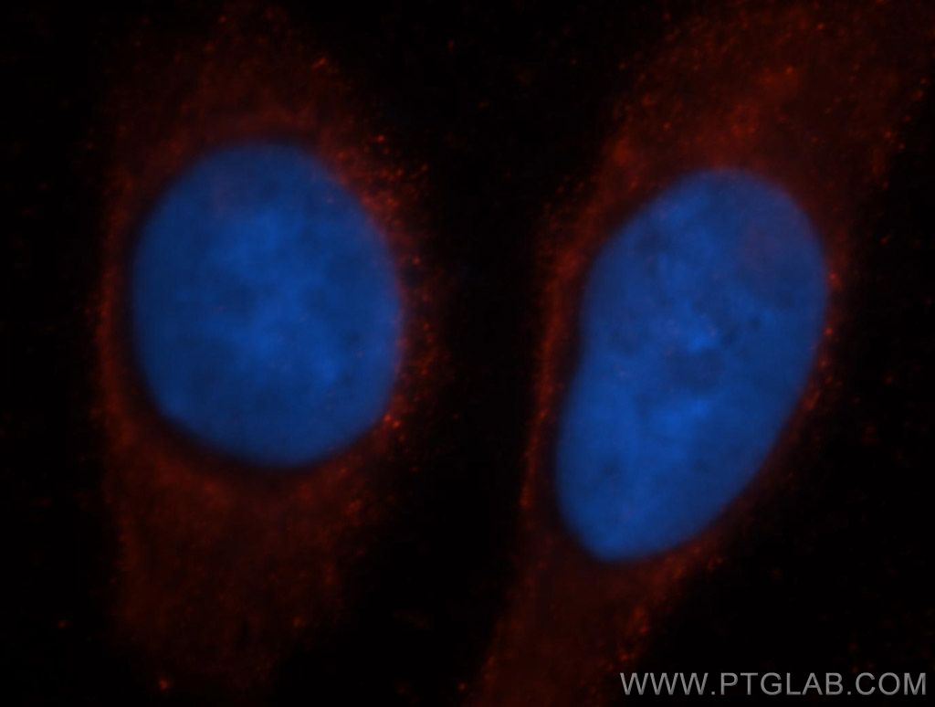 13220-1-AP;MCF-7 cells