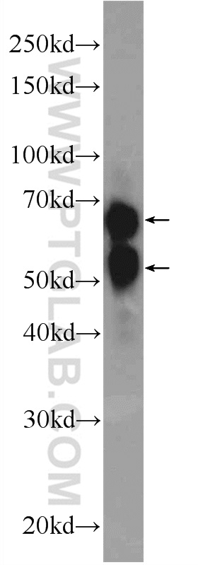 13220-1-AP;U-937 cells