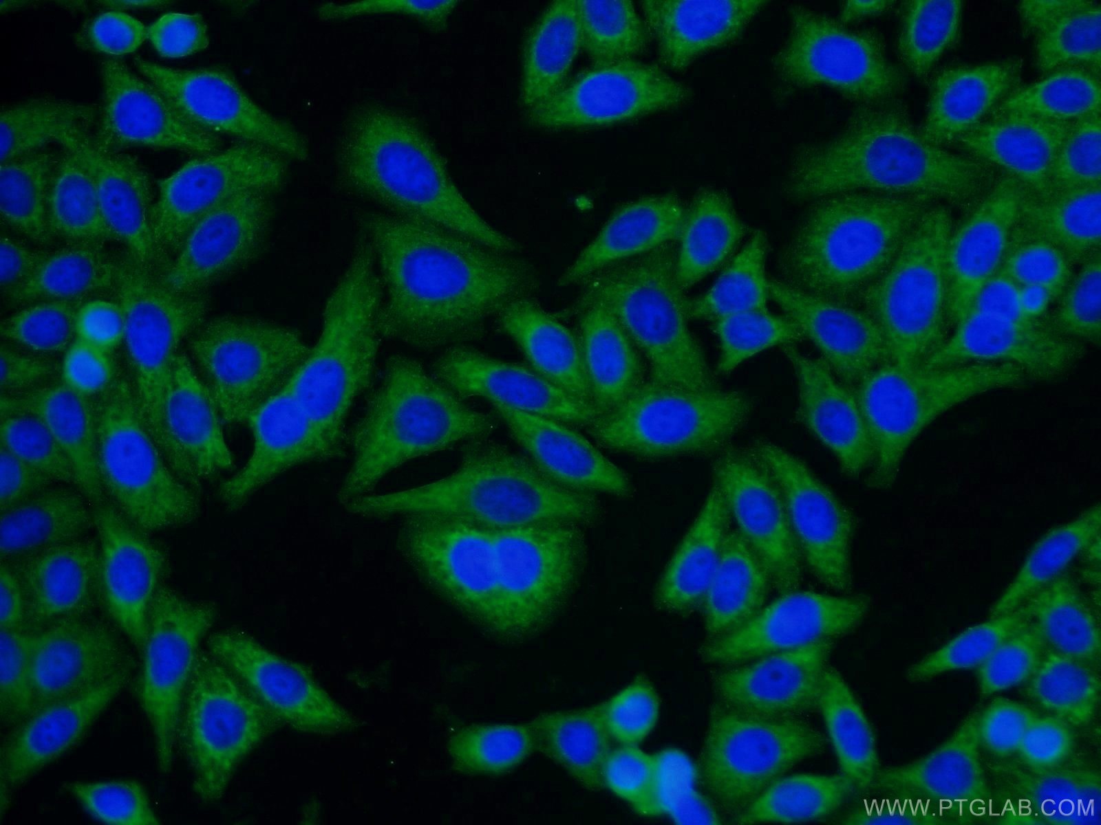 10247-2-AP;HepG2 cells