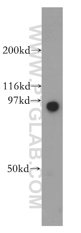 13044-1-AP;PC-3 cell