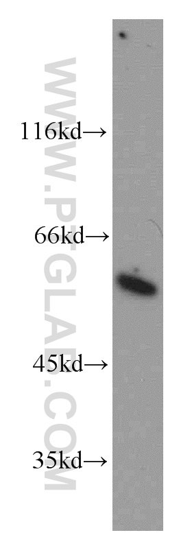 11709-1-AP;HeLa cell