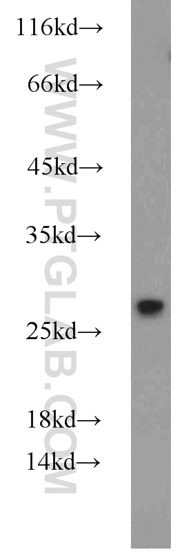 10254-2-AP;HEK-293 cell