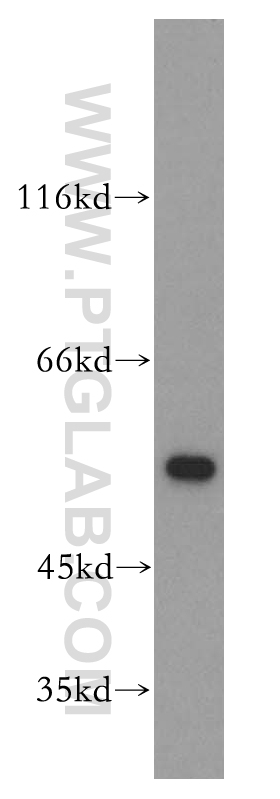 18257-1-AP;Jurkat cells