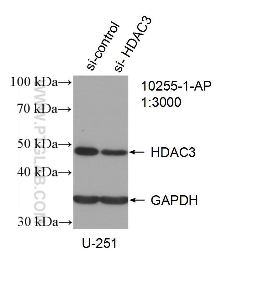 HDAC3 Antibody 102551AP Proteintech