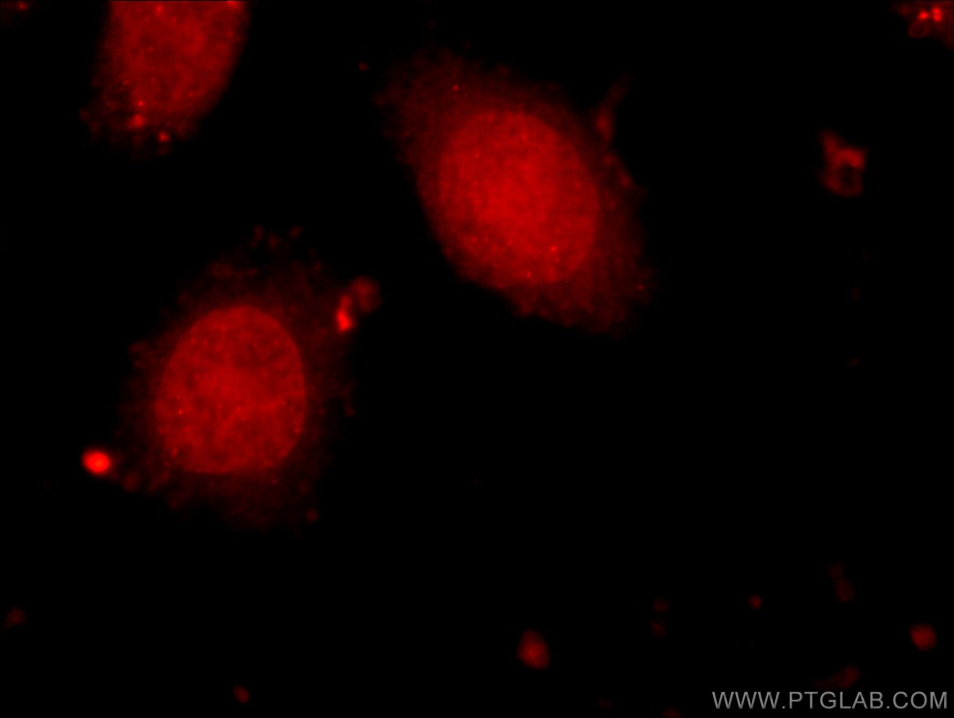 24700-1-AP;HeLa cells