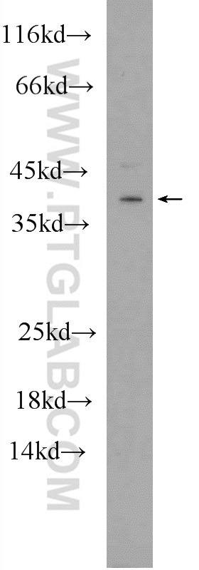 22666-1-AP;rat brain tissue