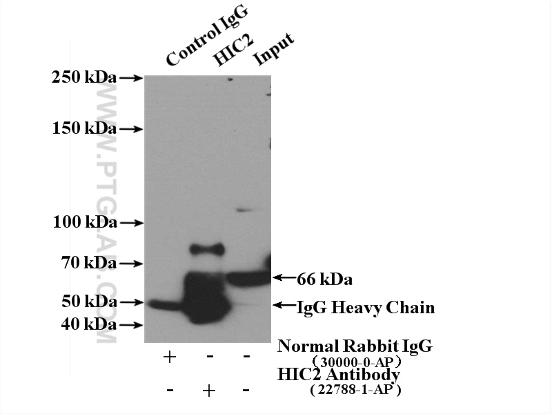 22788-1-AP;Jurkat cells
