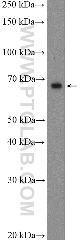 22788-1-AP;Jurkat cells