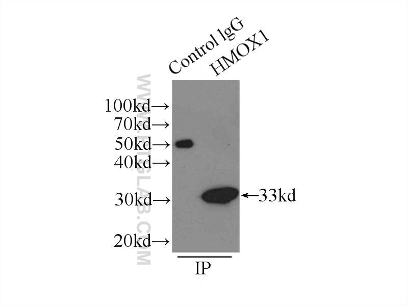 10701-1-AP;HeLa cells