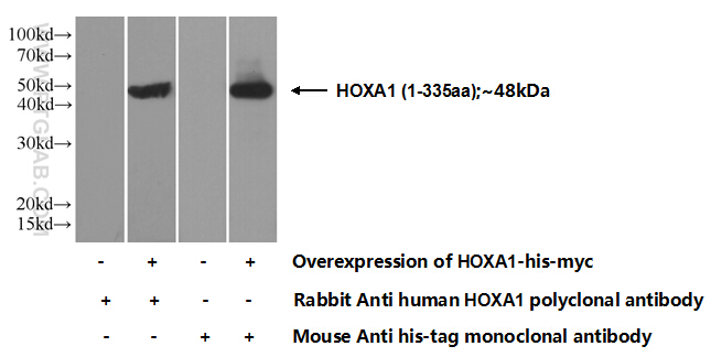 13513-1-AP;Transfected HEK-293 cells