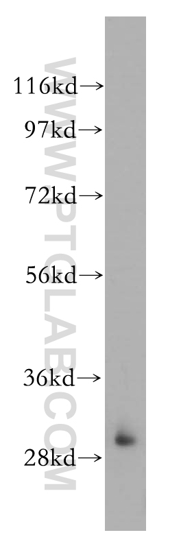 14321-1-AP;Jurkat cell