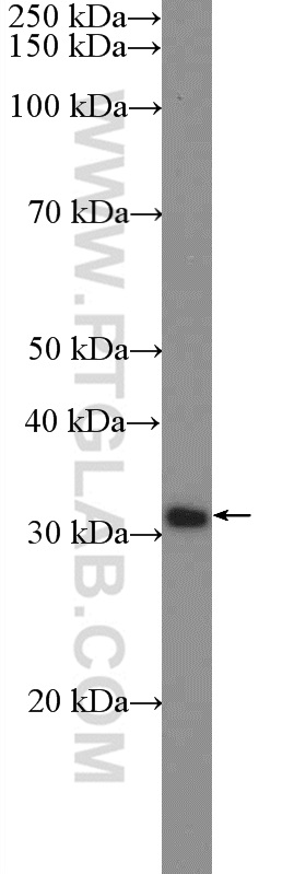 20560-1-AP;HeLa cells
