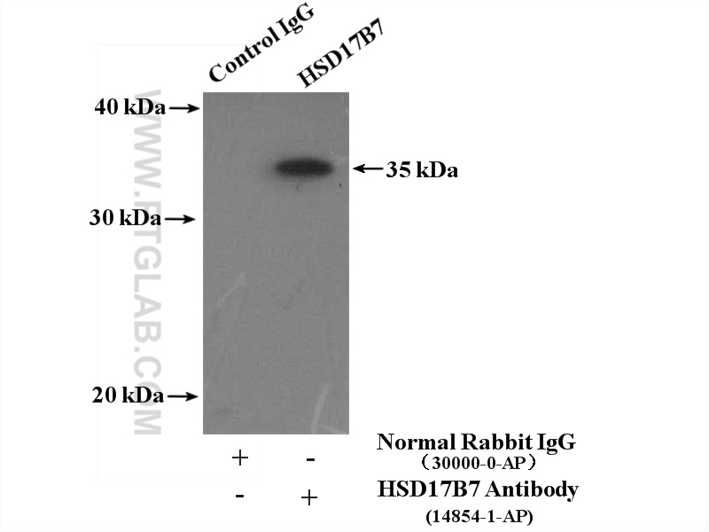 14854-1-AP;MCF-7 cells