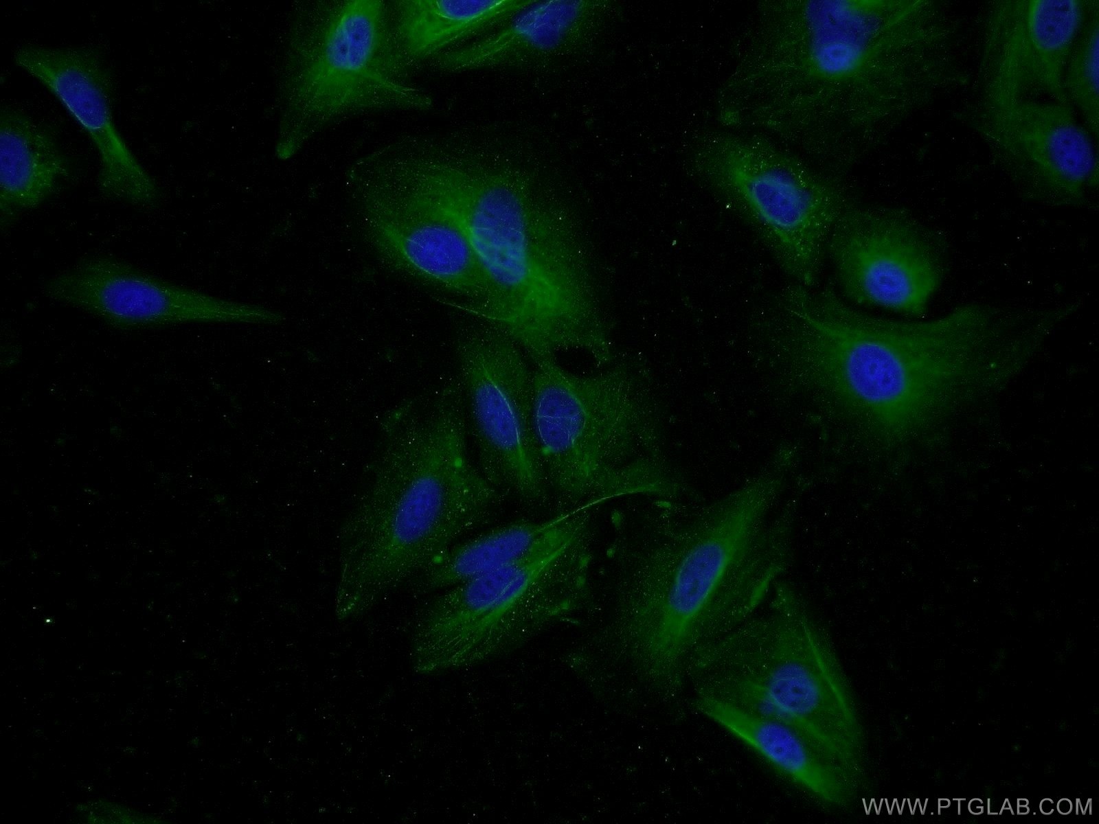 25053-1-AP;A549 cells