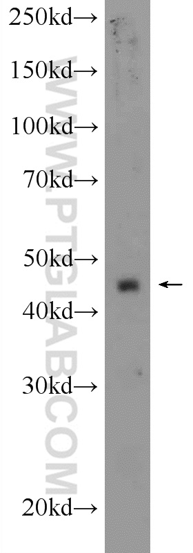 25053-1-AP;A549 cells