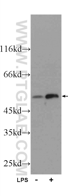 23247-1-AP;LPS treated RAW 264.7 cells