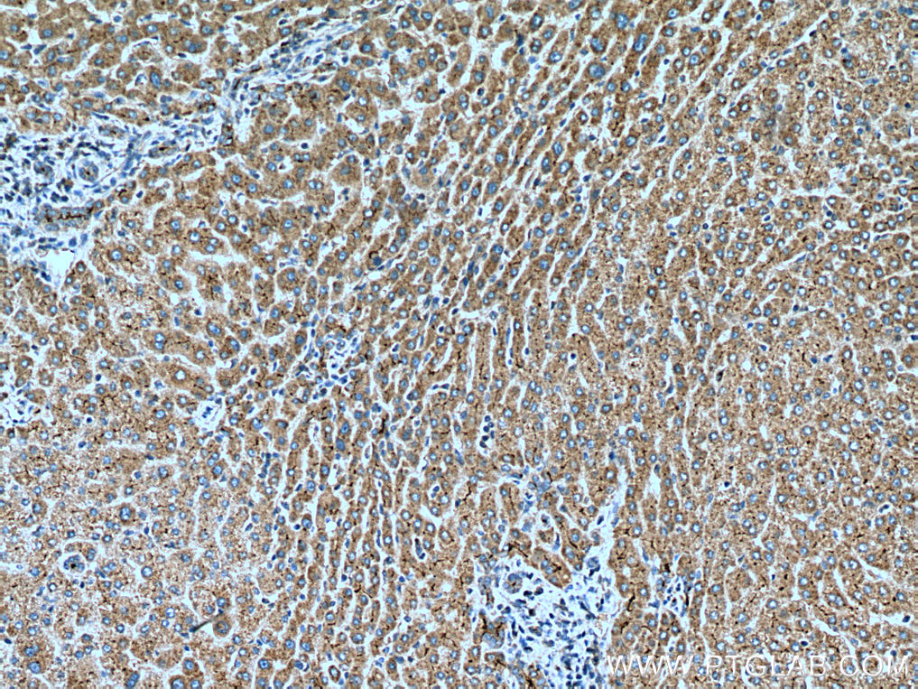 igf1-antibody-28530-1-ap-proteintech