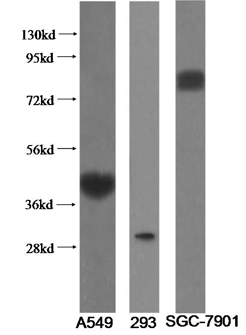 11920-1-AP;multi-cells