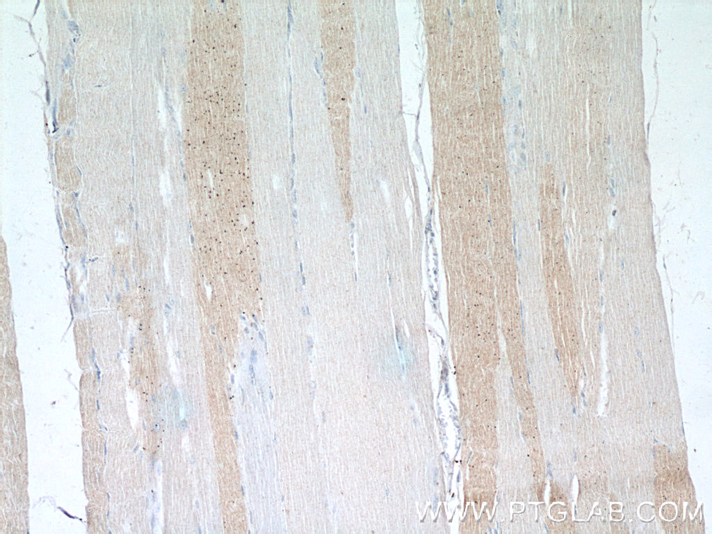 14267-1-AP;human skeletal muscle tissue