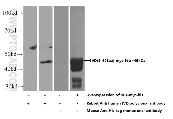 10822-1-AP;Transfected HEK-293 cells